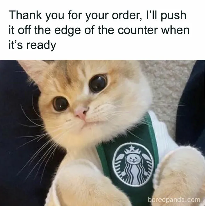 "Stuff With Cats": 50 Silly Cat Memes To Make You Smile