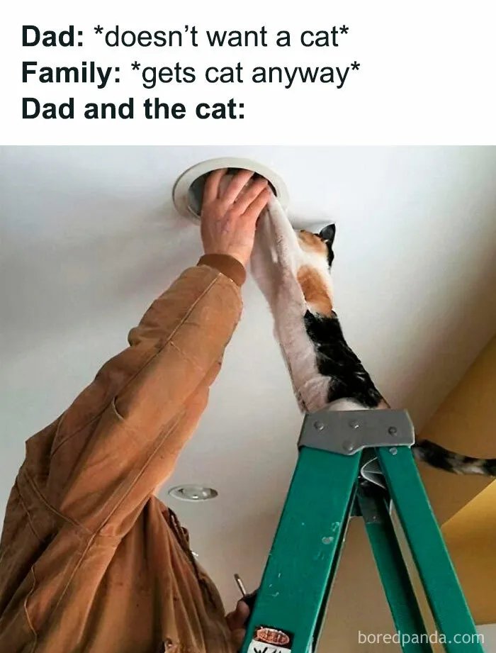 "Stuff With Cats": 50 Silly Cat Memes To Make You Smile
