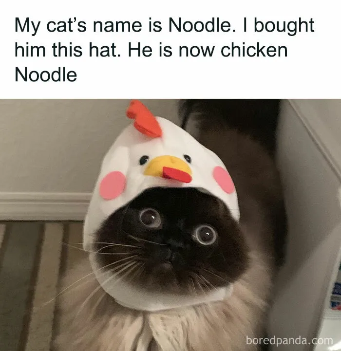 "Stuff With Cats": 50 Silly Cat Memes To Make You Smile