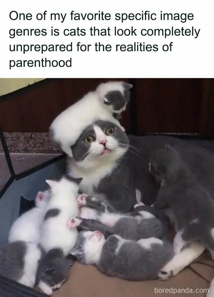 "Stuff With Cats": 50 Silly Cat Memes To Make You Smile