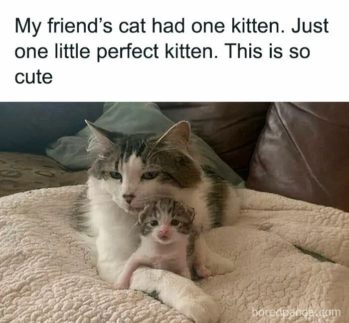"Stuff With Cats": 50 Silly Cat Memes To Make You Smile