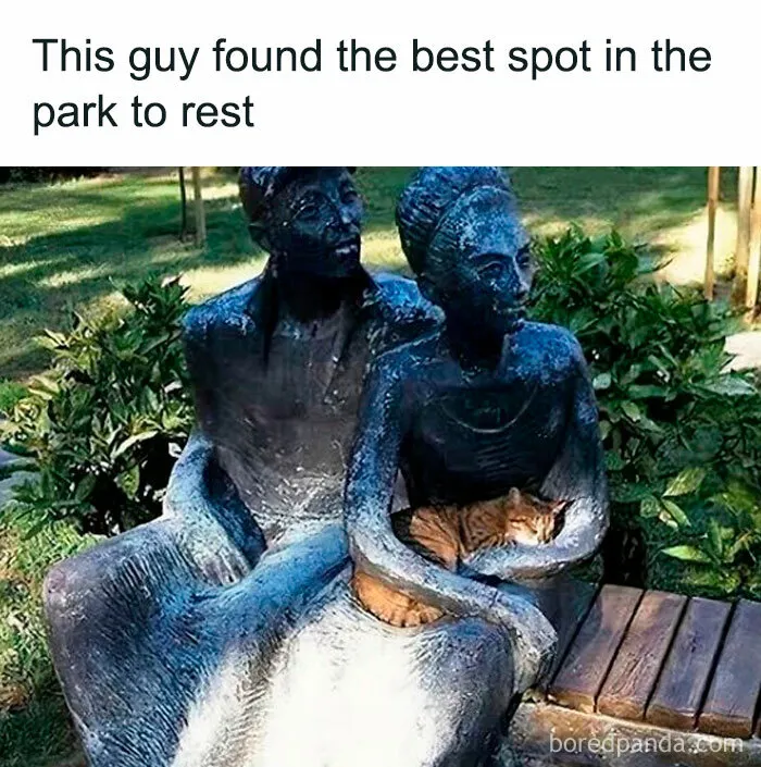 "Stuff With Cats": 50 Silly Cat Memes To Make You Smile