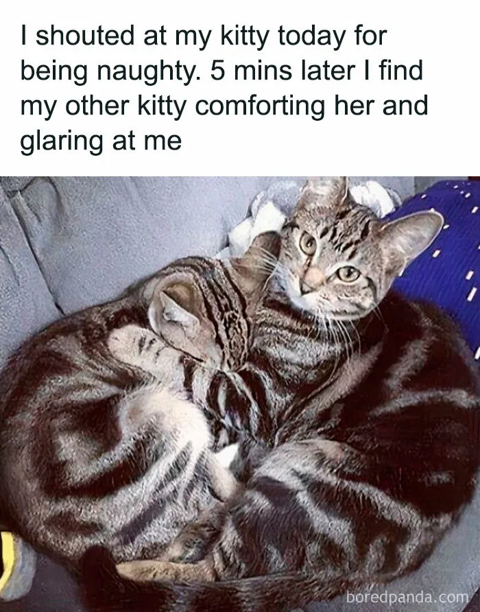 "Stuff With Cats": 50 Silly Cat Memes To Make You Smile