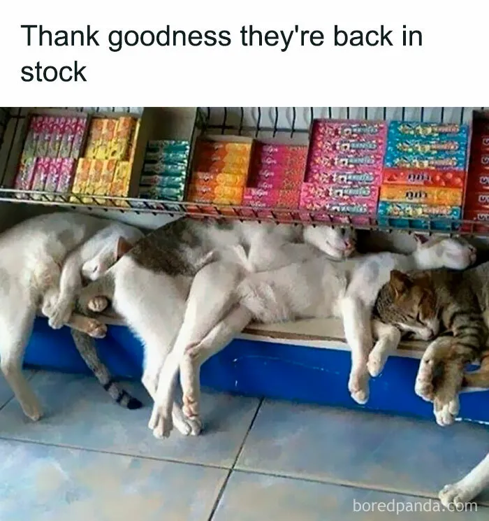"Stuff With Cats": 50 Silly Cat Memes To Make You Smile
