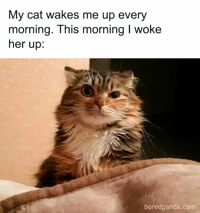 "Stuff With Cats": 50 Silly Cat Memes To Make You Smile
