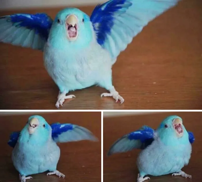 A cheeky blue bird flaps its wings and open beak, showing amusing jerk behavior.