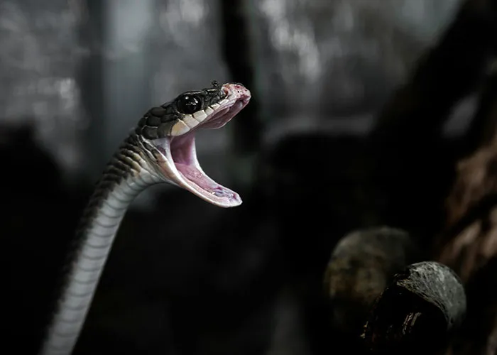 People With Impossibly Dumb Pets Share Their Stories, Here Are 45 Of The Most Unhinged Ones
