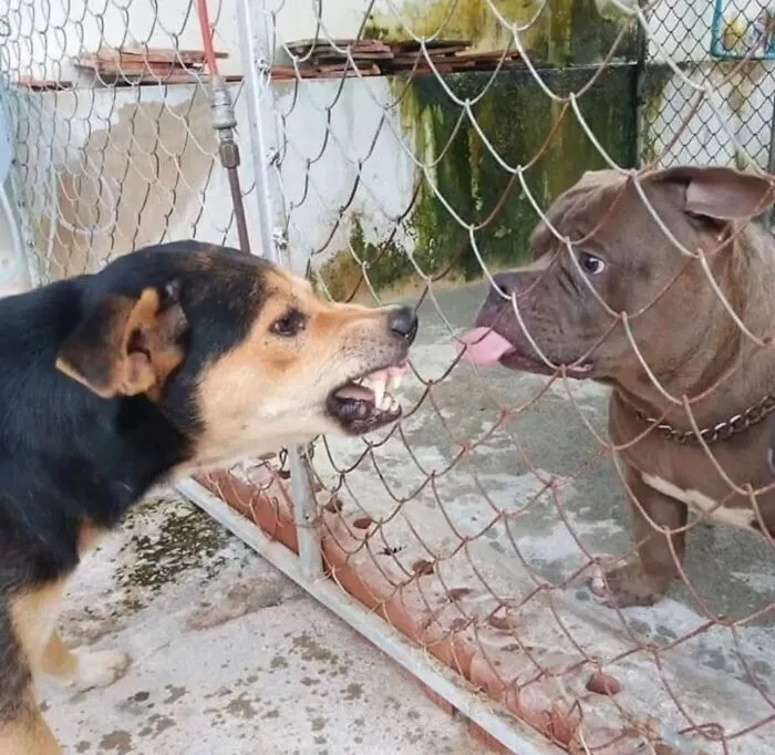 Perros actuando sin sentido, separados por una reja al activar su modo goblin, uno bufando y el otro sacando la lengua.