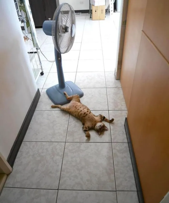42 Animales actuando sin sentido al activar su modo «goblin» (nuevas fotos)