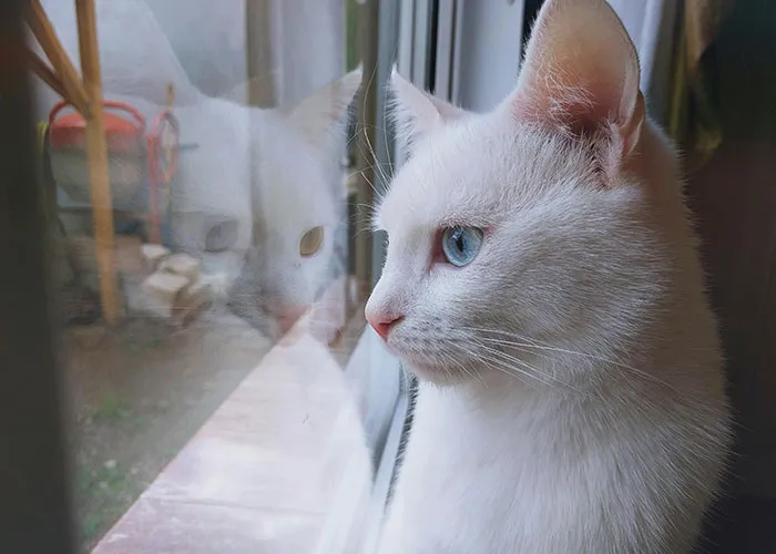 People With Impossibly Dumb Pets Share Their Stories, Here Are 45 Of The Most Unhinged Ones