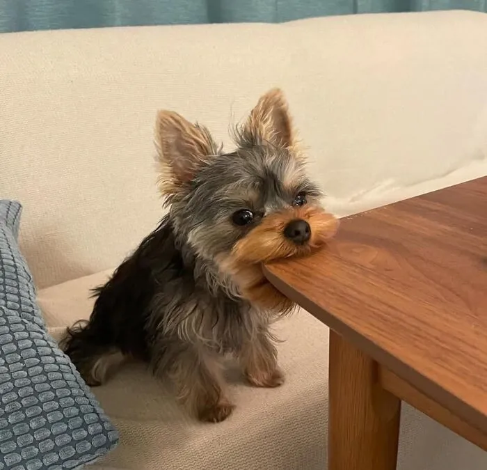 Perro mordiendo una mesa, mostrando comportamiento alocado en modo goblin.