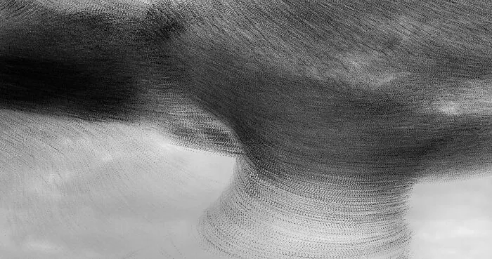 This Artist Captured 20 Mesmerizing Photos That Turn Bird Migration Into A Work Of Art
