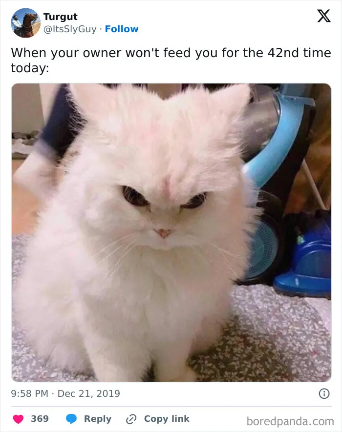 "Stuff With Cats": 50 Silly Cat Memes To Make You Smile