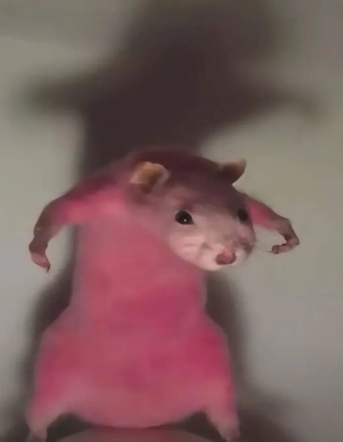 Hámster rosa actuando sin sentido, con sombra detrás, ilustrando su modo goblin.