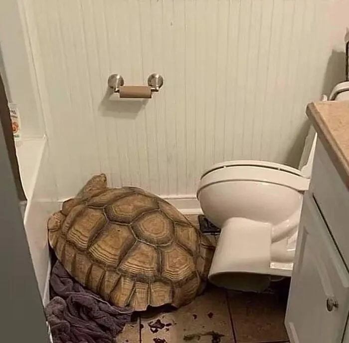 Tortuga actuando sin sentido en el baño, junto al inodoro.