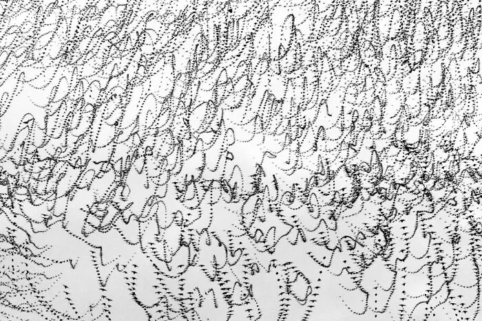 This Artist Captured 20 Mesmerizing Photos That Turn Bird Migration Into A Work Of Art