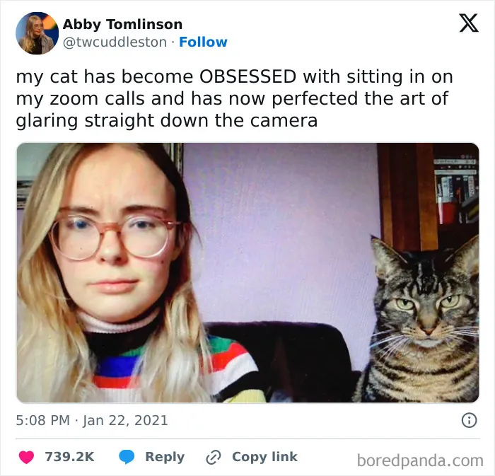 50 Times Cats Proved They’re The Funniest And Most Memeable Creatures Ever