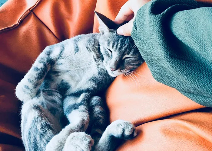 “What Is The Most Wholesome Fact You Know?” (35 Answers)