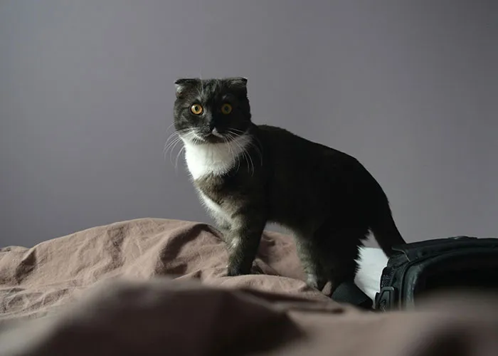 People With Impossibly Dumb Pets Share Their Stories, Here Are 45 Of The Most Unhinged Ones