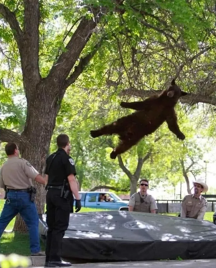 50 Hilarious Animals Who Lost The Plot And Got Caught Going “Goblin Mode” (New Pics)