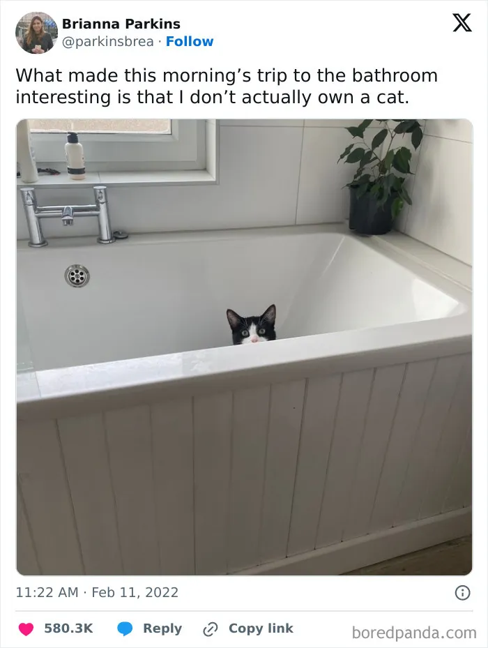 "Stuff With Cats": 50 Silly Cat Memes To Make You Smile