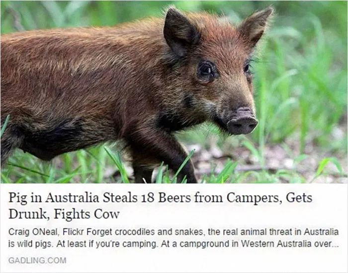 Best Headline Ever