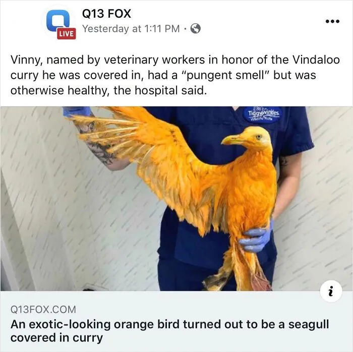Veterinary worker holding an orange bird covered in curry, illustrating a funny story for Hilarious-News-Headlines.