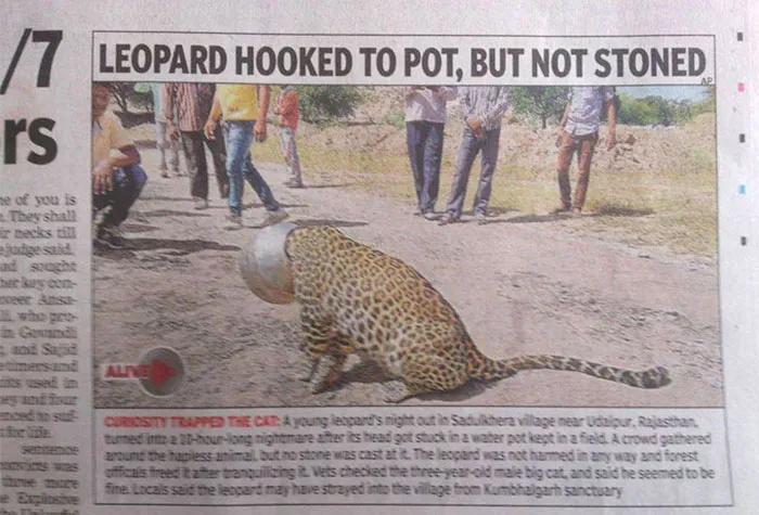 Leopard caught in a pot, surrounded by onlookers; example of hilarious news headlines.
