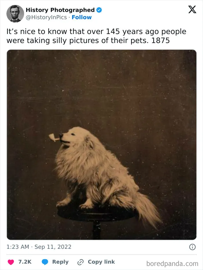 Awkward, Unhinged And Hilarious Animal Pics For Those Who Need A Break From Cuteness