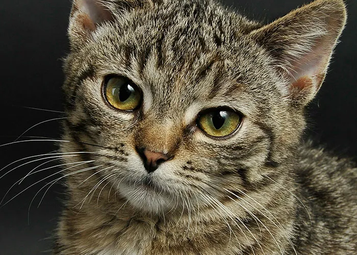 People With Impossibly Dumb Pets Share Their Stories, Here Are 45 Of The Most Unhinged Ones