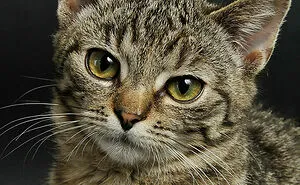 People With Impossibly Dumb Pets Share Their Stories, Here Are 45 Of The Most Unhinged Ones