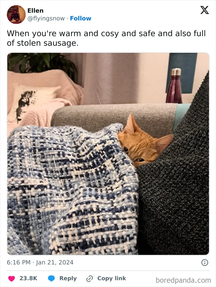 50 Funny Cat Memes To Brighten Up Your Day If The World Feels Like A Cat-astrophe Right Now (New Pics)