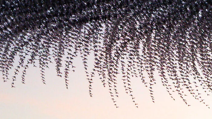 This Artist Captured 20 Mesmerizing Photos That Turn Bird Migration Into A Work Of Art