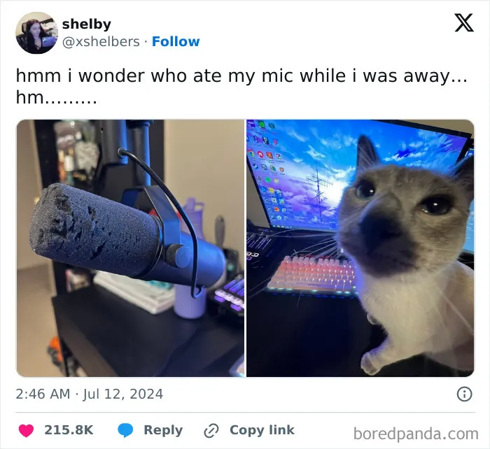 Quirky Animals Who Lost The Plot And Got Caught Going “Goblin Mode”