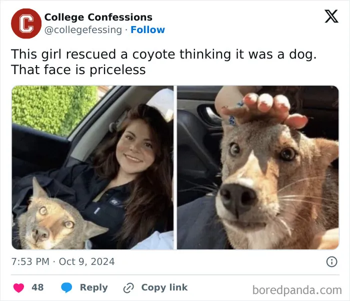 Unexpected Pet Rescue 