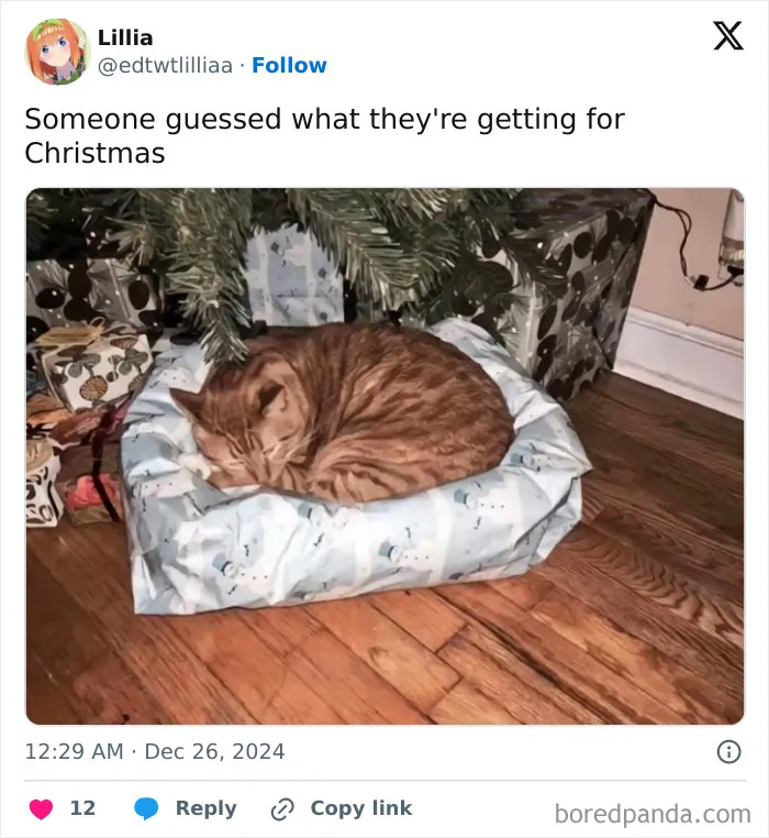 "Stuff With Cats": 50 Silly Cat Memes To Make You Smile