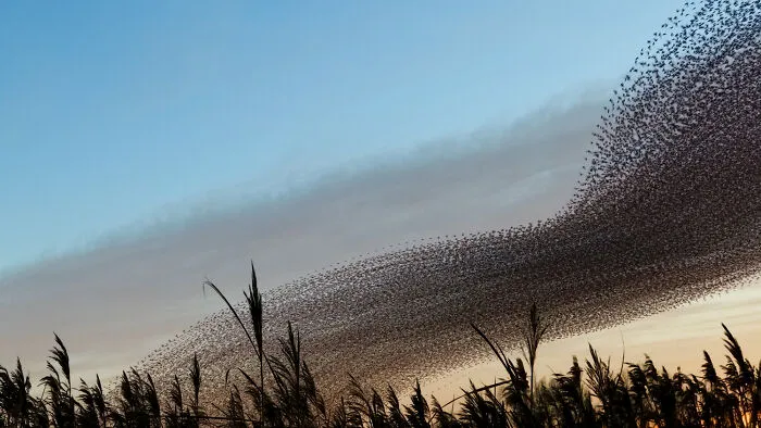 This Artist Captured 20 Mesmerizing Photos That Turn Bird Migration Into A Work Of Art
