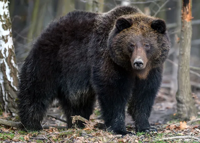 “It Snapped Like A Biscuit”: 40 Hikers Who Saw Something Truly Terrifying