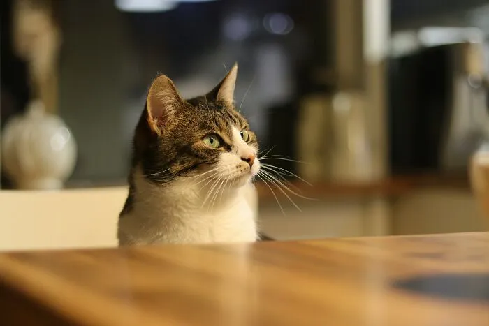 37 Best Perks Of Not Having To Go To The Office That Many People Don’t Even Speak About