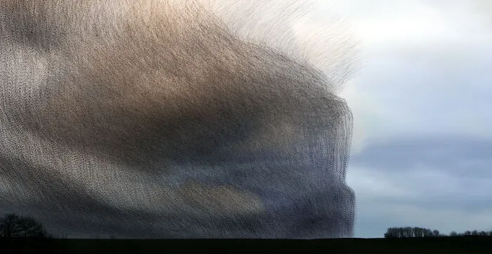 This Artist Captured 20 Mesmerizing Photos That Turn Bird Migration Into A Work Of Art