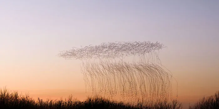 This Artist Captured 20 Mesmerizing Photos That Turn Bird Migration Into A Work Of Art