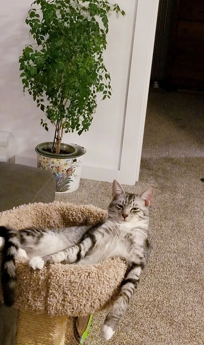Yo, Finnegan Here