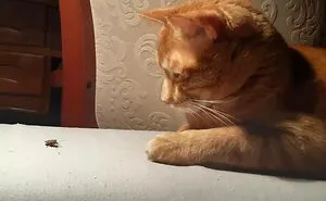 Hey Pandas, Post The Derpiest And Goofiest Picture Of Your Pet (Closed)
