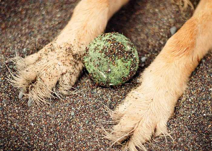 People With Impossibly Dumb Pets Share Their Stories, Here Are 45 Of The Most Unhinged Ones