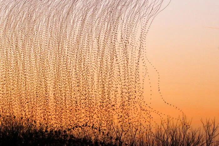 This Artist Captured 20 Mesmerizing Photos That Turn Bird Migration Into A Work Of Art