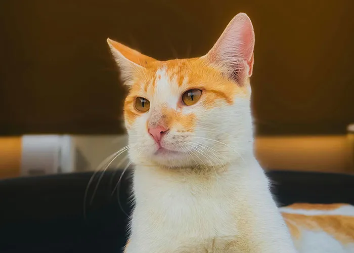 People With Impossibly Dumb Pets Share Their Stories, Here Are 45 Of The Most Unhinged Ones