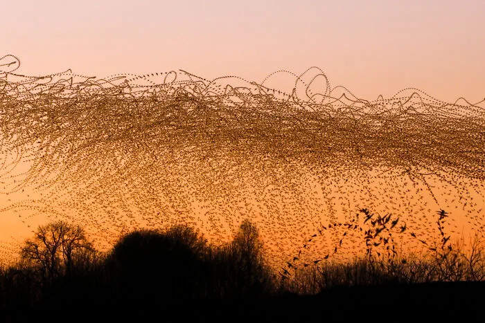 This Artist Captured 20 Mesmerizing Photos That Turn Bird Migration Into A Work Of Art