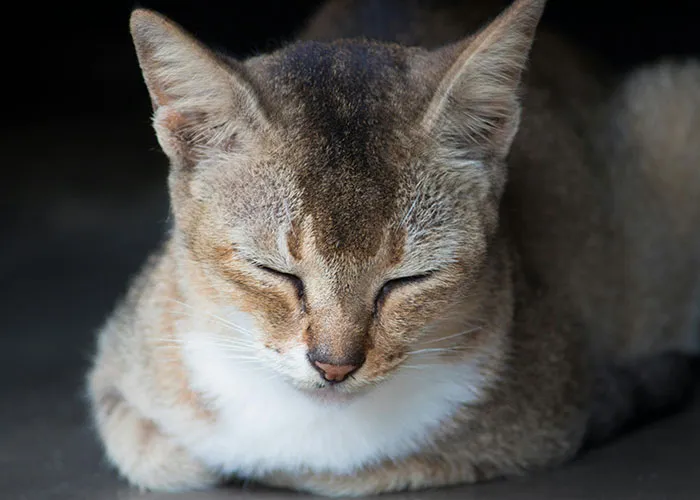 People With Impossibly Dumb Pets Share Their Stories, Here Are 45 Of The Most Unhinged Ones