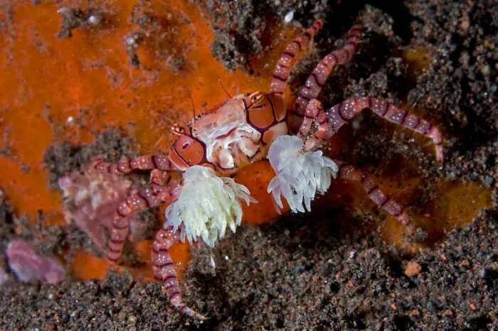 Crab with sea anemones on claws, showcasing adorable and fun animal behaviors in a vibrant underwater setting.