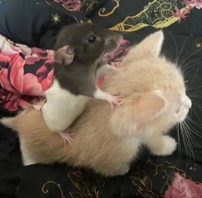 42 Animales actuando sin sentido al activar su modo «goblin» (nuevas fotos)